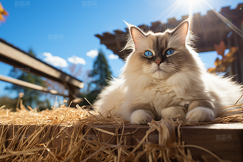 布偶猫仙女猫清新摄影图