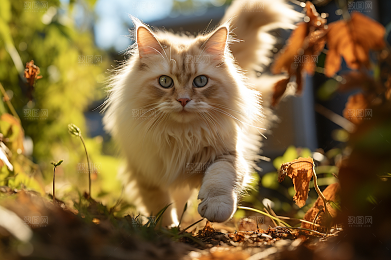 布偶猫宠物高清摄影图