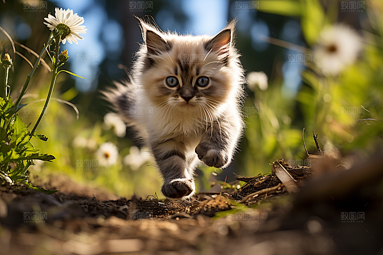 布偶猫高清家居摄影图