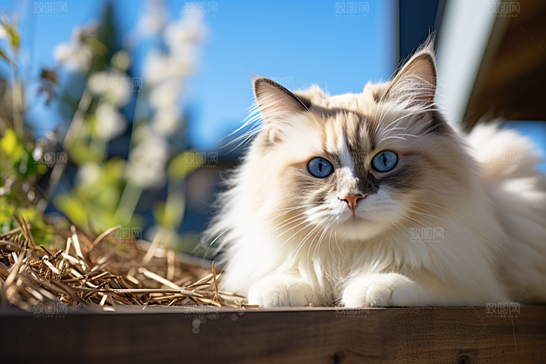 布偶猫仙女猫长毛猫摄影图