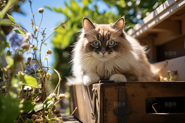 布偶猫长毛猫养宠摄影图