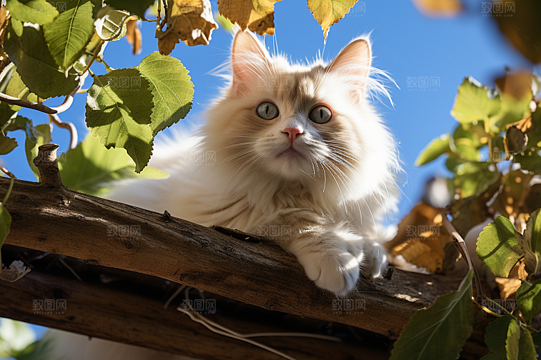 布偶猫自然长毛猫摄影图