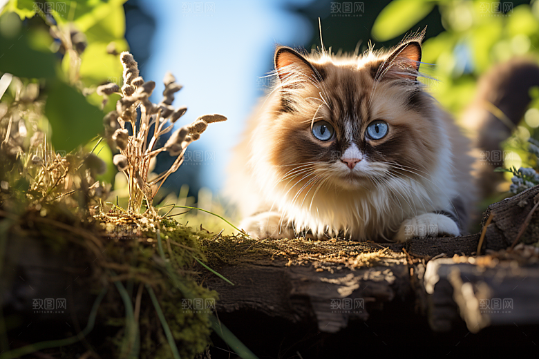 布偶猫仙女猫清新摄影图