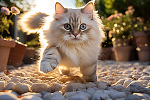 布偶猫仙女猫长毛猫摄影图