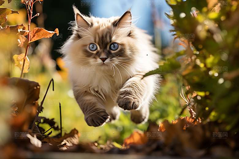 布偶猫仙女猫自然摄影图