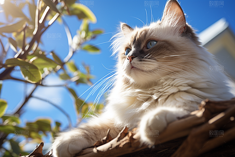 布偶猫长毛猫生活摄影图