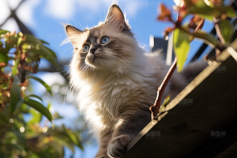 布偶猫家居生活摄影图