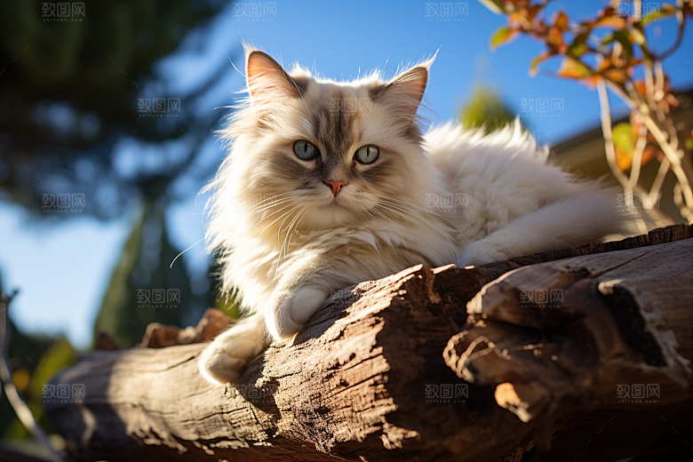 布偶猫高清家居摄影图