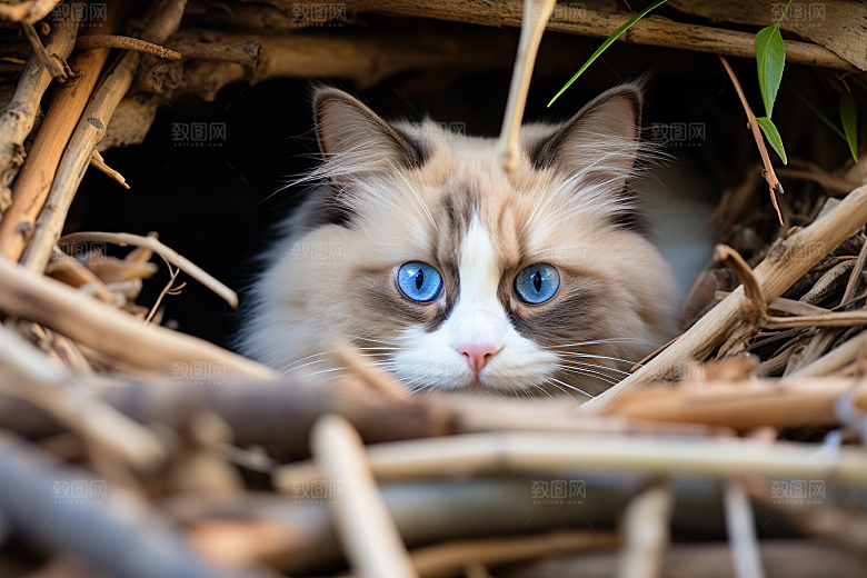 布偶猫家居仙女猫摄影图