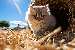 布偶猫生活长毛猫摄影图