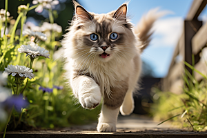 布偶猫长毛猫家居摄影图
