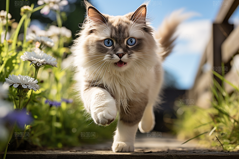 布偶猫长毛猫家居摄影图