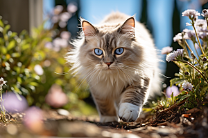 布偶猫仙女猫家居摄影图