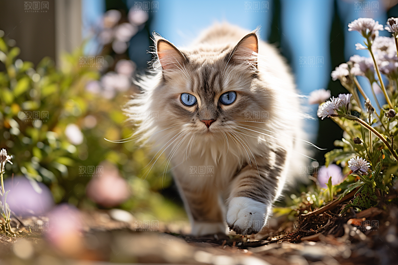 布偶猫仙女猫家居摄影图