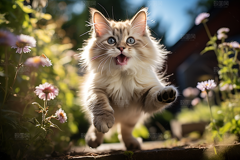 布偶猫仙女猫养宠摄影图