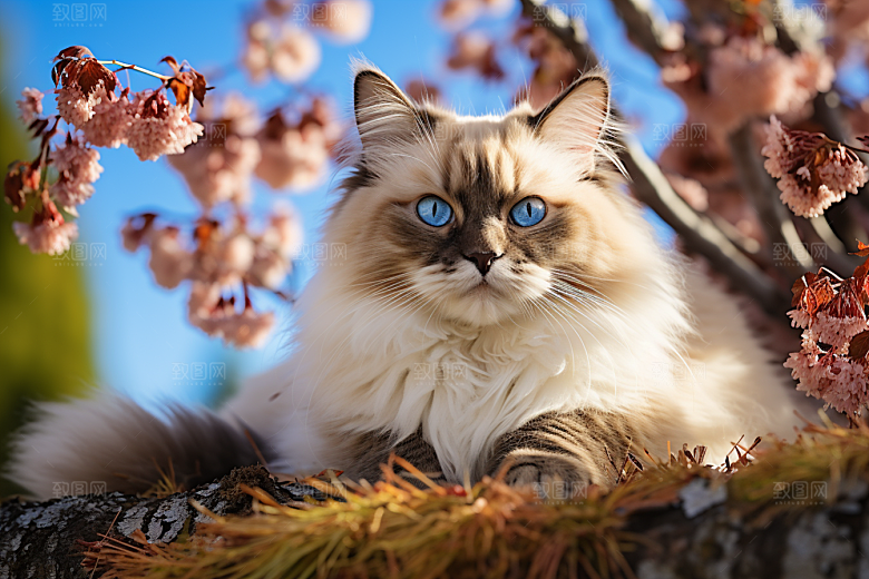 布偶猫高清宠物摄影图