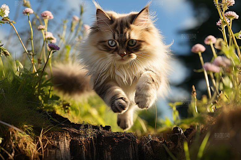 布偶猫高清自然摄影图