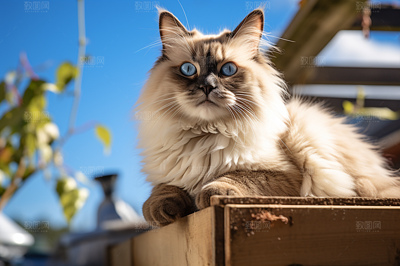 布偶猫生活清新摄影图