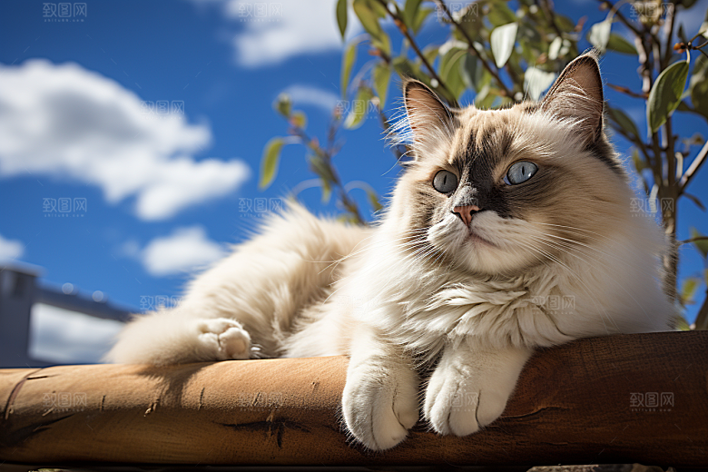 布偶猫家居长毛猫摄影图