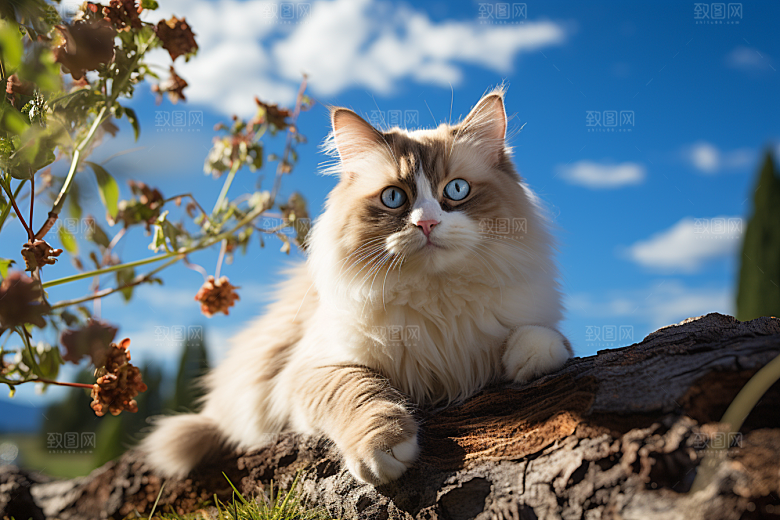 布偶猫高清养宠摄影图
