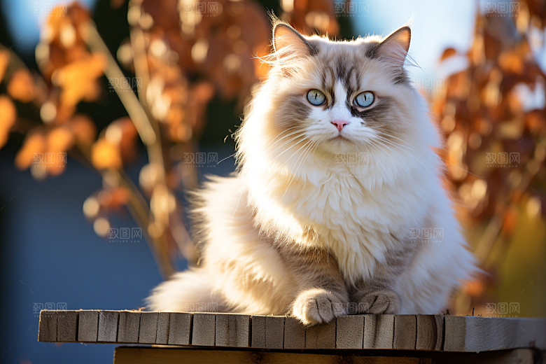 布偶猫仙女猫生活摄影图