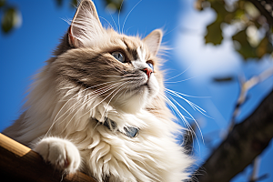 布偶猫长毛猫高清摄影图