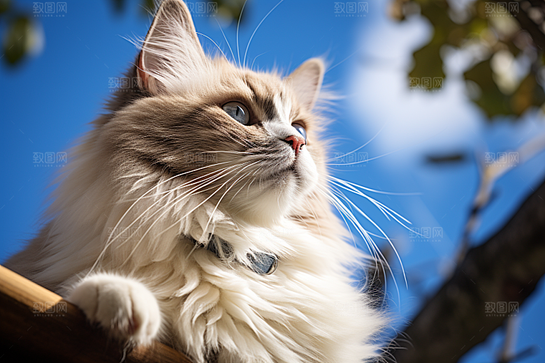 布偶猫长毛猫高清摄影图