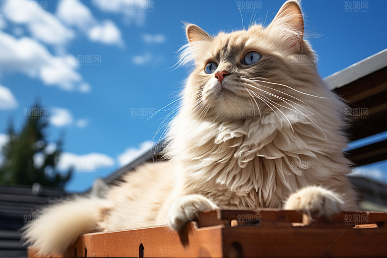 布偶猫可爱生活摄影图