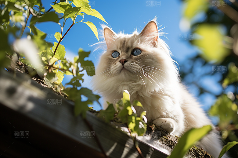 布偶猫养宠仙女猫摄影图