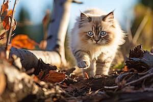 布偶猫仙女猫长毛猫摄影图