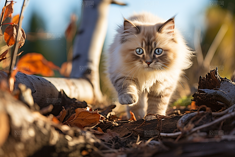 布偶猫仙女猫长毛猫摄影图