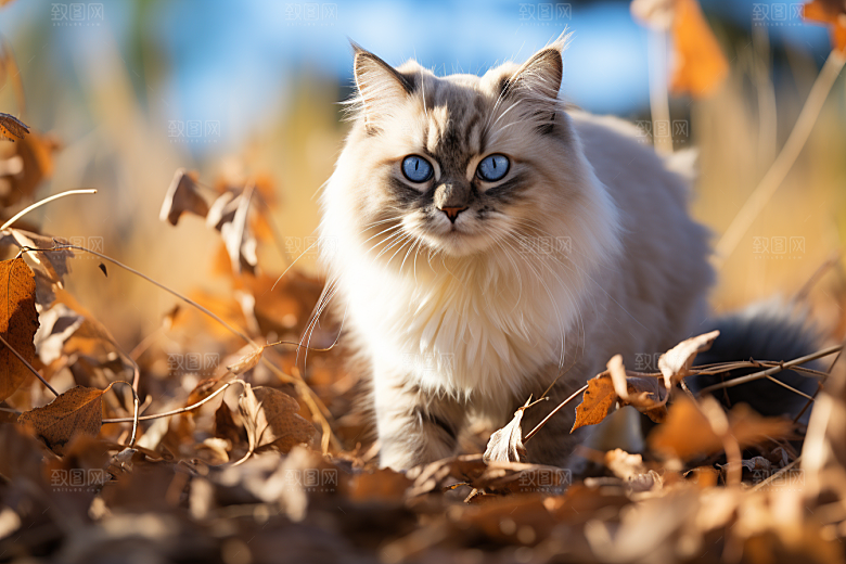 布偶猫宠物长毛猫摄影图