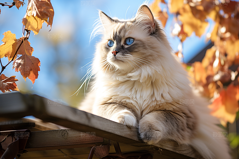 布偶猫仙女猫高清摄影图