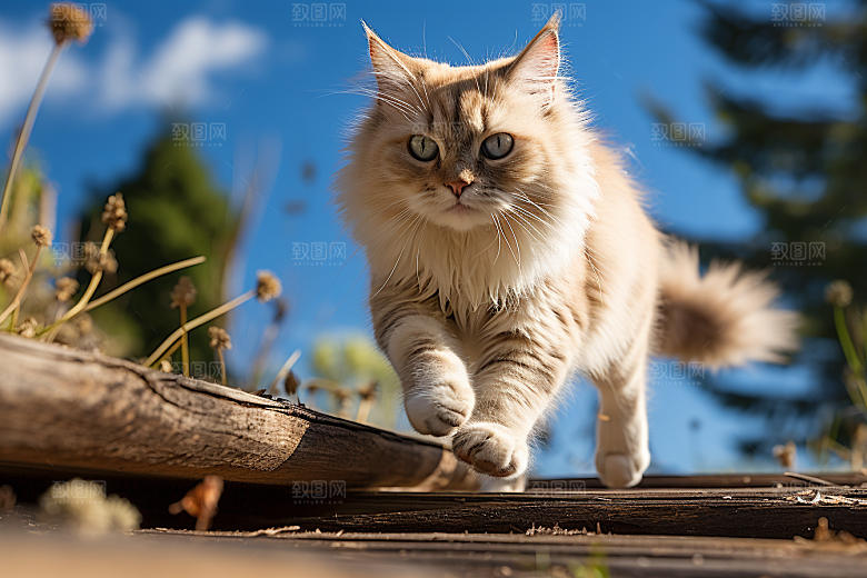布偶猫可爱仙女猫摄影图
