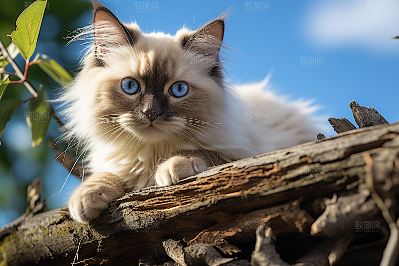 布偶猫养宠高清摄影图