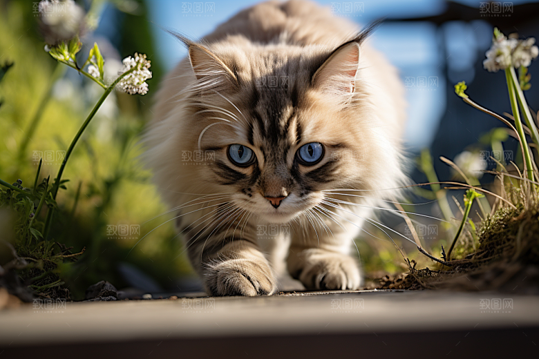 布偶猫清新仙女猫摄影图