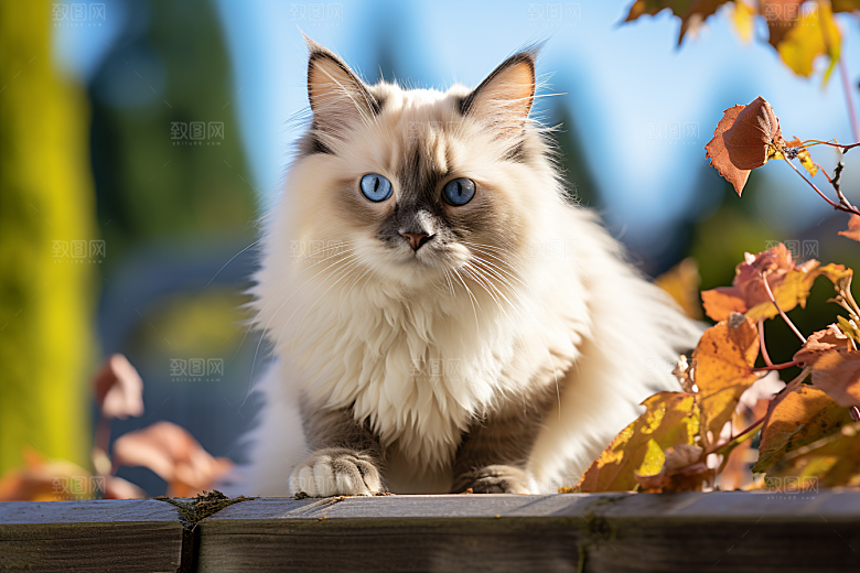 布偶猫养宠宠物摄影图