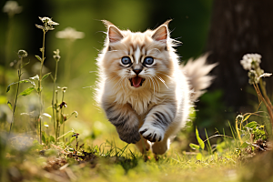 布偶猫自然生活摄影图