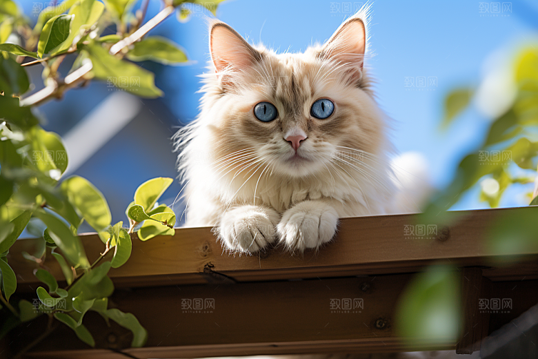 布偶猫清新自然摄影图