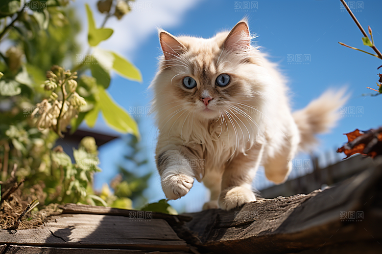 布偶猫长毛猫生活摄影图