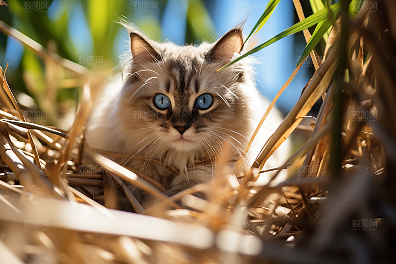 布偶猫清新仙女猫摄影图