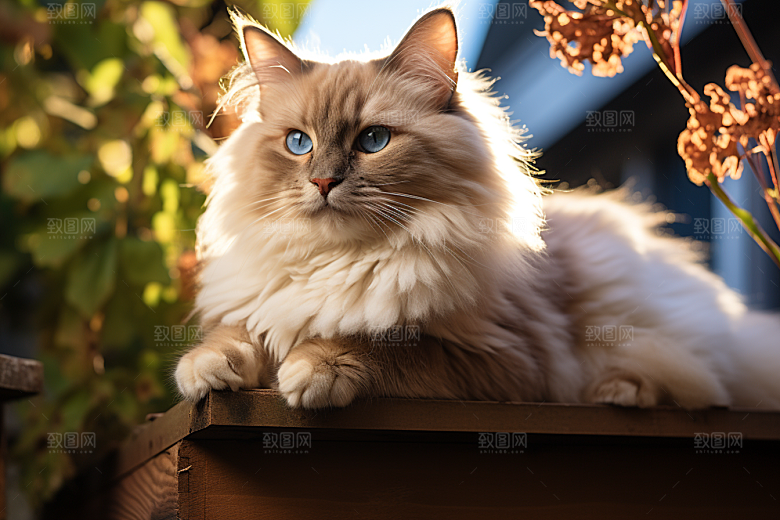 布偶猫养宠家居摄影图