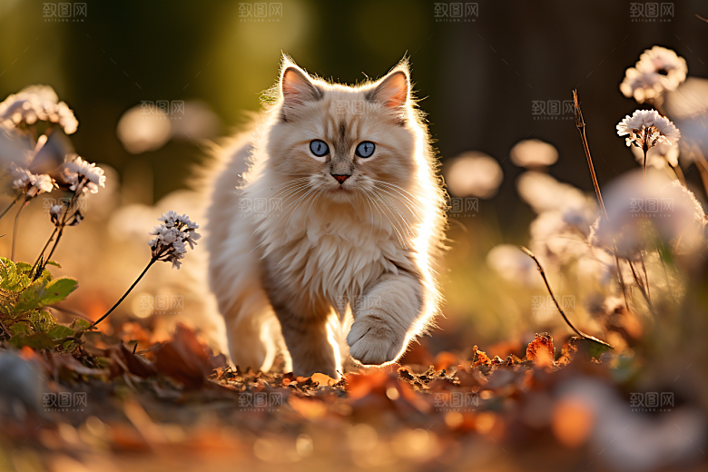 布偶猫养宠可爱摄影图