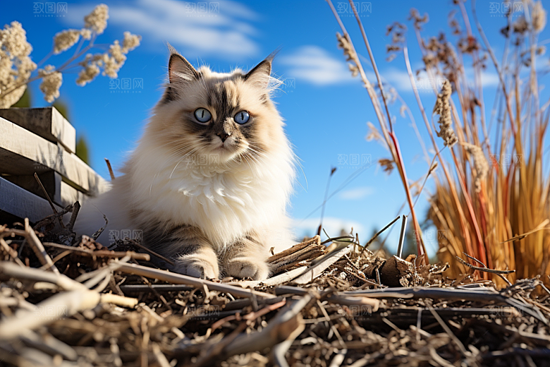 布偶猫养宠仙女猫摄影图