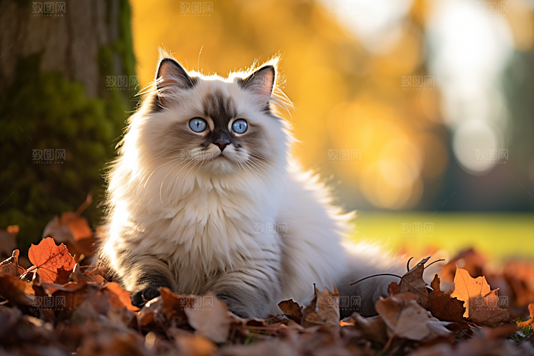布偶猫清新长毛猫摄影图