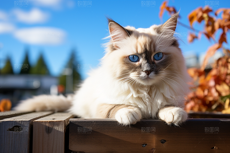 布偶猫仙女猫高清摄影图