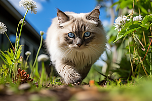 布偶猫养宠生活摄影图
