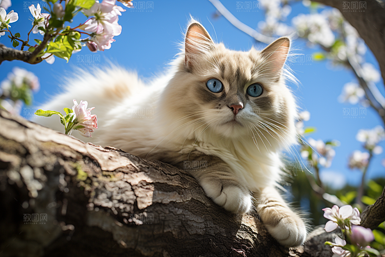 布偶猫自然可爱摄影图