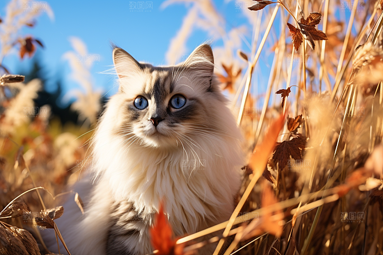 布偶猫生活仙女猫摄影图