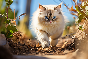 布偶猫生活可爱摄影图